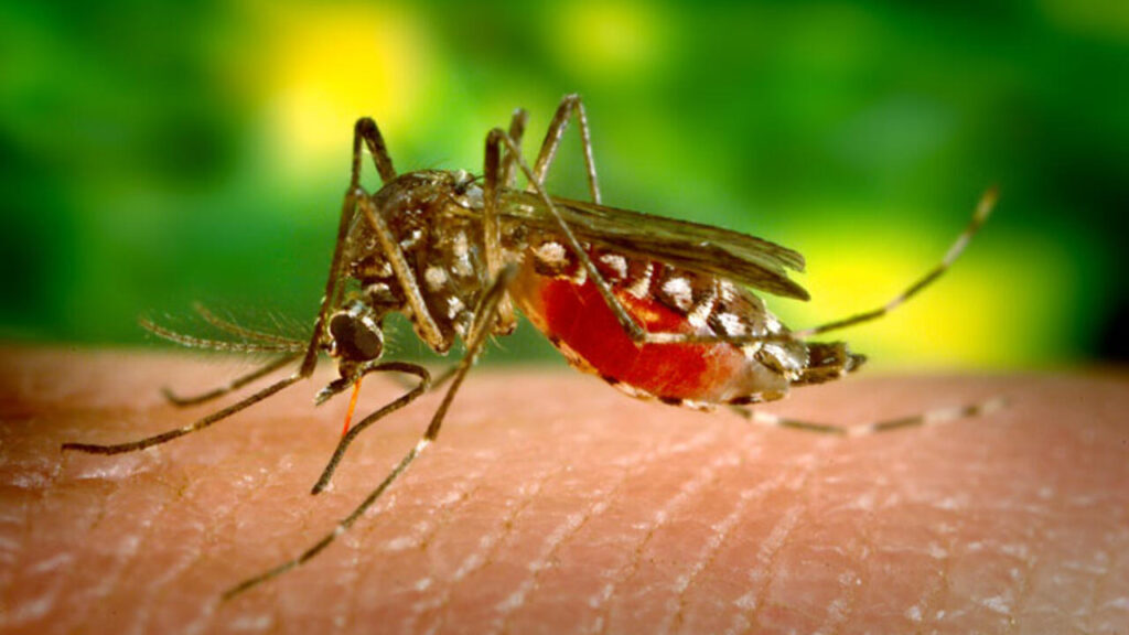 Cambio climático podría incrementar brotes de dengue