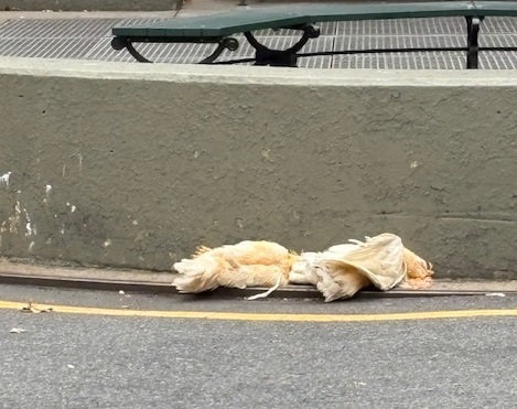 Alarma en Broadway Av de Nueva York: por aves sacrificadas
