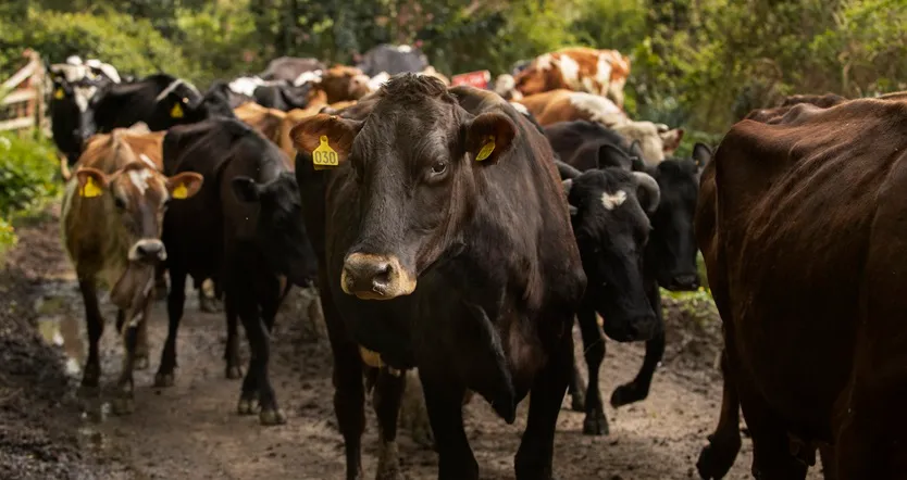 EEUU confirma segundo caso de un parásito devastador para el ganado